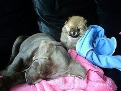Harley and Manolo: Pets of the Week