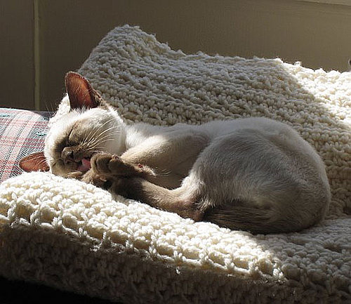 Do You Own a Purebred Cat?