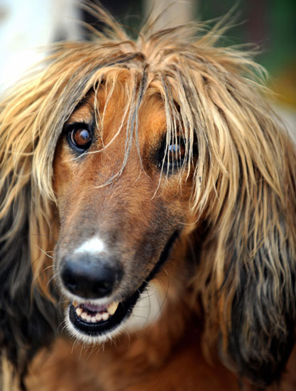 Guess What Breed?