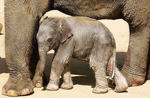 This Baby Elephant Is Only 33 Hours Old!