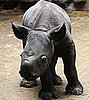 This Rhino Cutie Is Only One Day Old!