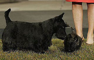 Breed Spotlight: Scottish Terrier