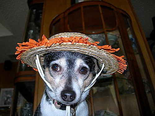 Dakota: Pet of the Day