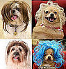 Wiggles Wigs for Dogs: Spoiled Sweet or Spoiled Rotten?