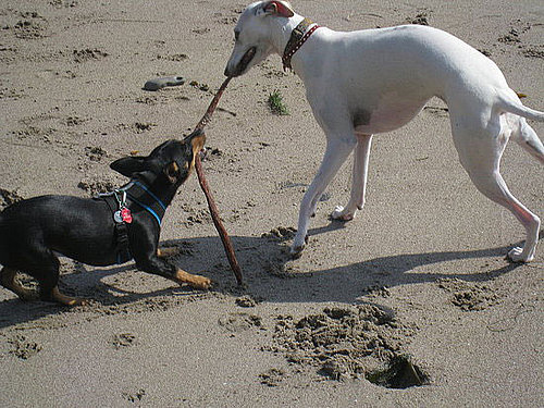 B-Bop: Pet of the Day