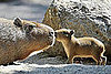 Guess What Animal?