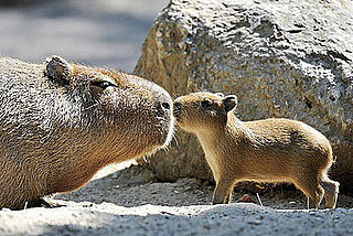 Guess What Animal?