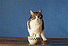 How Many Times a Day Do You Feed a Pet?