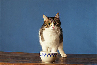 How Many Times a Day Do You Feed a Pet?
