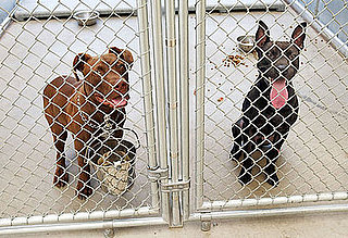 To the Rescue: Bordetella Basics