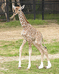 The Scoop: Baby Giraffe With Rare Medical Condition Dies