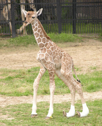 The Scoop: Baby Giraffe With Rare Medical Condition Dies