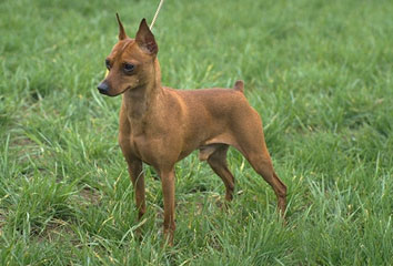 Guess What Breed?