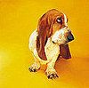 Is Your Pet Moody?