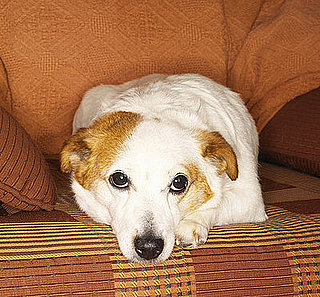 Do Tell: Does Your Pet Have a Fave Spot at Home?