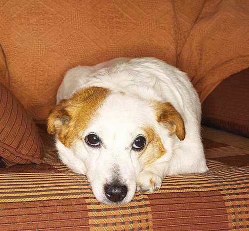 Do Tell: Does Your Pet Have a Fave Spot at Home?