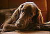 Guess What Breed?