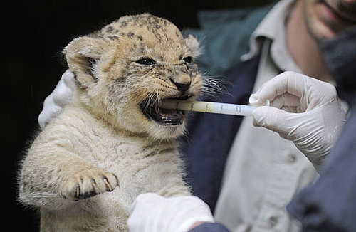 Adoro Baby Lion Gets Anthelmintic Therapy!