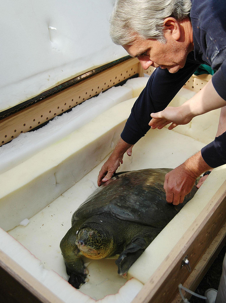 Happy World Turtle Day! Happy World Turtle Day!