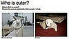 Have You Played "Which Pet Is Cuter?" for Money Yet?!