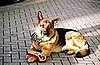Oscar, the "Met Bar Dog" Passes Away in London