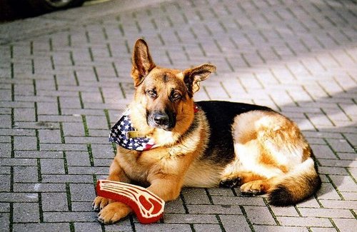 Oscar, the "Met Bar Dog" Passes Away in London
