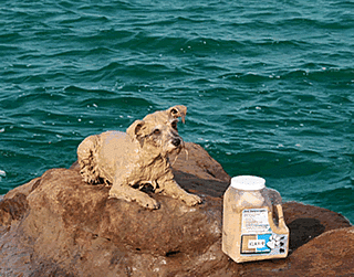 Klay-9 Clay Mask for Dogs: Spoiled Sweet or Spoiled Rotten?