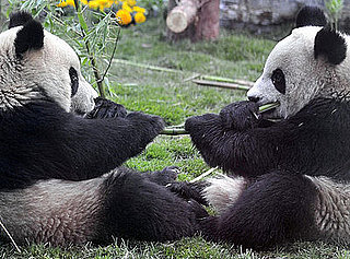 Super Cute Gallery: Panda Plane Touches Down in Beijing