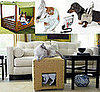 Pet's June Must Haves