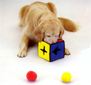 Pampered Pals: Puzzle Toys For Persistent Pups