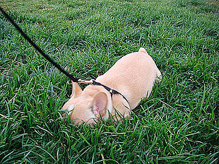 Growing Up Samson: First Walk on the Wild Side!