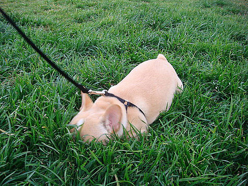 Growing Up Samson: First Walk on the Wild Side!