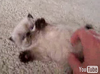 Cute Alert: 4-Week-Old Himalayan Kitten Fuzzball