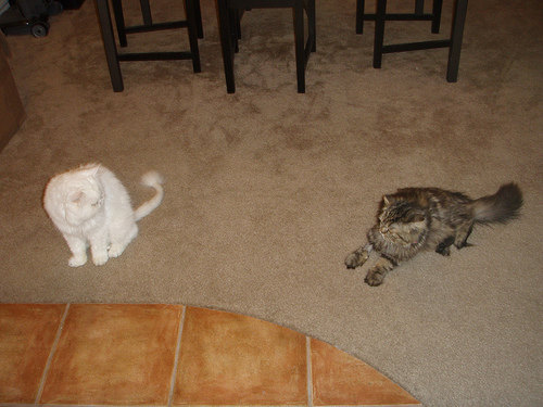 Tolstoy and Pushkin: Pets of the Day Tolstoy and Pushkin: Pets of the Day