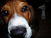 Come PetMarking With Me: Tough Toys For Crazy Chompers