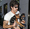 Do Your Dogs Wear a Harness and a Collar?