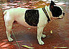 Meet Moujik, Pup of the Late Yves Saint Laurent