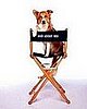 Reader's Choice Recap: Your Fave Small Screen Animal Stars
