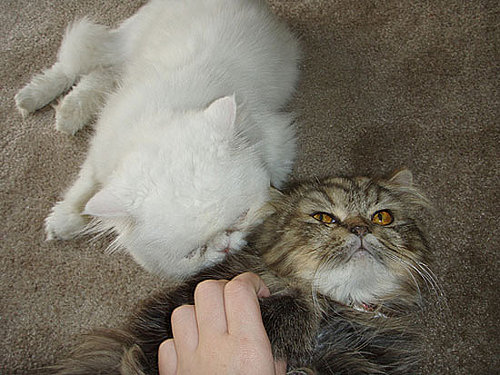 Tolstoy and Pushkin: Pets of the Day