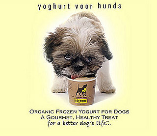 New Product Alert! Yöghund's Latest Flavor