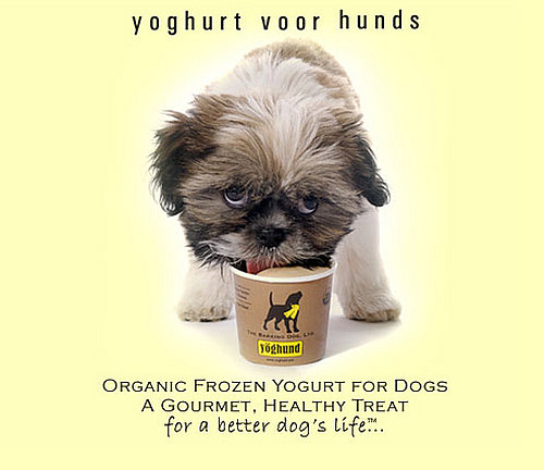 New Product Alert! Yöghund's Latest Flavor
