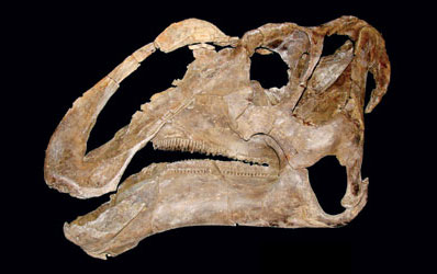75-Million-Year-Old Giant Duck-Billed Dinosaur 75-Million-Year-Old Giant Duck-Billed Dinosaur