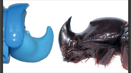 “Dim” Rhinoceros Beetle “Dim” Rhinoceros Beetle