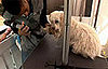 Groomer Has It Recap: "House Calls"