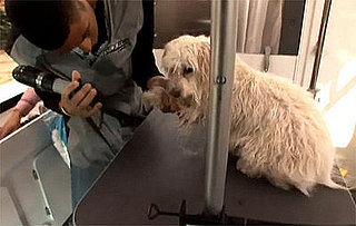 Groomer Has It Recap: "House Calls"