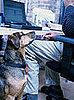 Don't Forget This If You're Bringing a Pet to Work . . .
