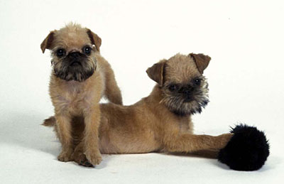 Brussels Griffon