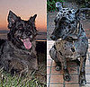 Do Tell: Communication Issues With a Groomer?