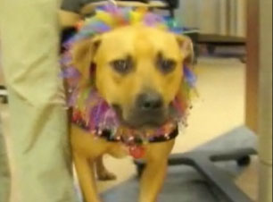 Vick Dog Gets a Second Chance, Shares With Cancer Patients
