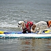 Welcome to the Surf Dog Competition